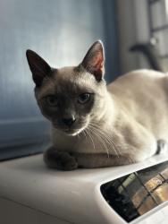 Lost Male Cat last seen North Avenue Food Market and Deli, Richmond, VA 23222