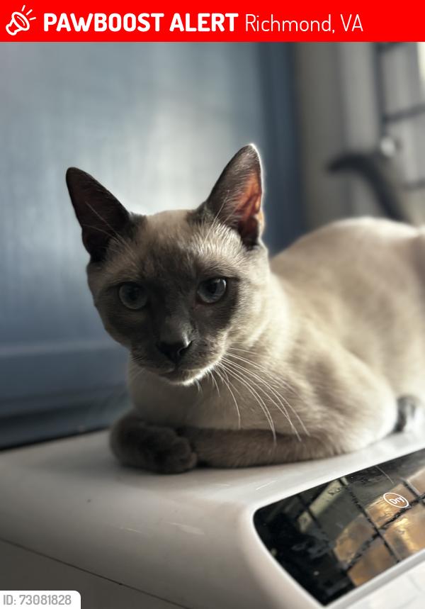 Lost Male Cat last seen North Avenue Food Market and Deli, Richmond, VA 23222