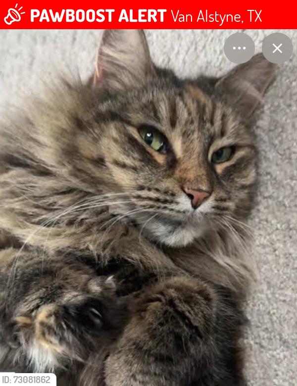 Lost Female Cat last seen Near Waverly Dr. 75495, Van Alstyne, TX 75495