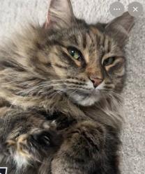 Lost Female Cat last seen Near Waverly Dr. 75495, Van Alstyne, TX 75495