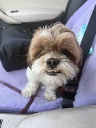 Found/Stray Unknown Dog last seen Meadowood center, Aurora, CO 80013