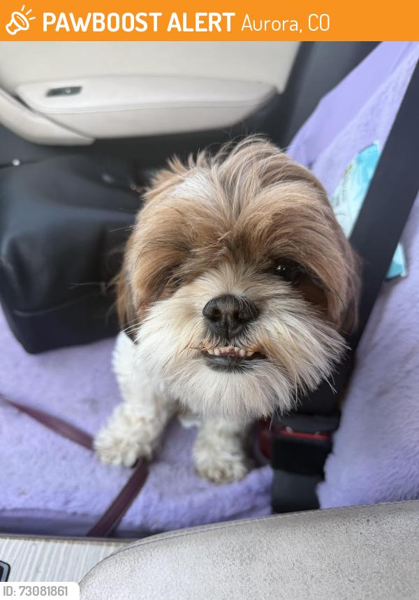Found/Stray Unknown Dog last seen Meadowood center, Aurora, CO 80013