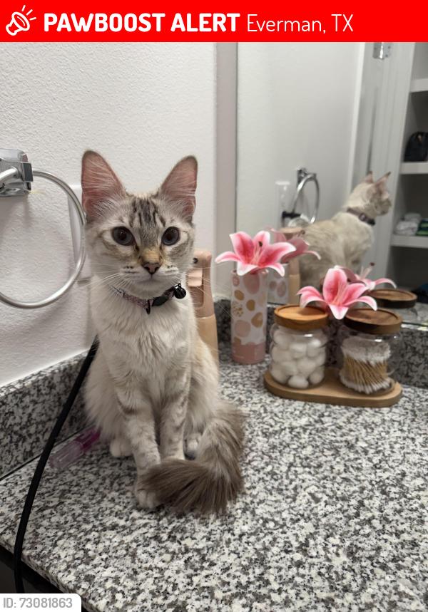 Lost Male Cat last seen Found in neighborhood, Everman, TX 76140