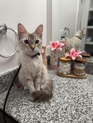 Lost Male Cat last seen Found in neighborhood, Everman, TX 76140
