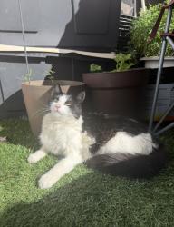 Lost Female Cat last seen Ardath ave, Escondido, CA 92027