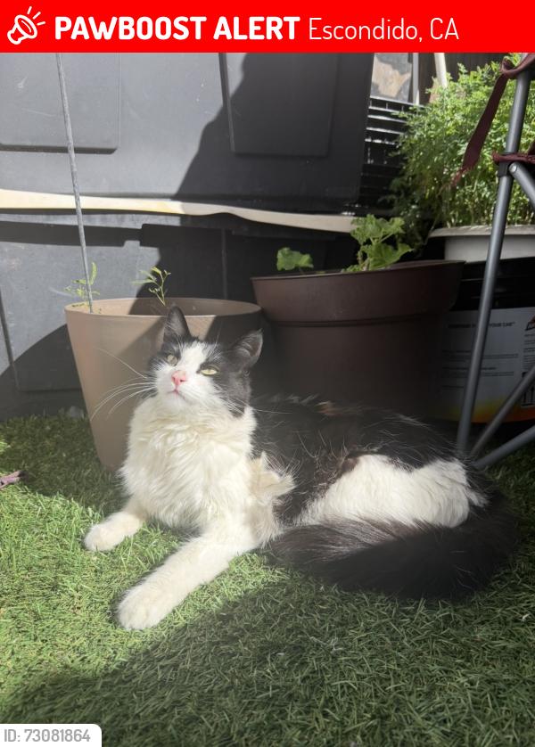 Lost Female Cat last seen Ardath ave, Escondido, CA 92027