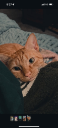 Lost Male Cat last seen Valhalla high school, El Cajon, CA 92019