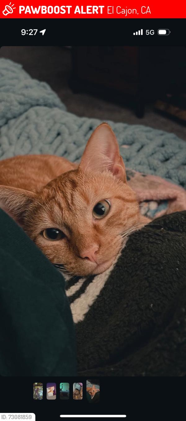 Lost Male Cat last seen Valhalla high school, El Cajon, CA 92019
