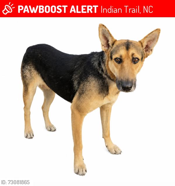 Lost Female Dog last seen Near Lady Bank Ct, Indian Trail, NC 28079