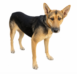 Lost Female Dog last seen Near Lady Bank Ct, Indian Trail, NC 28079