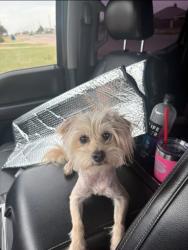 Found/Stray Female Dog last seen Moss st, Odessa, TX 79761