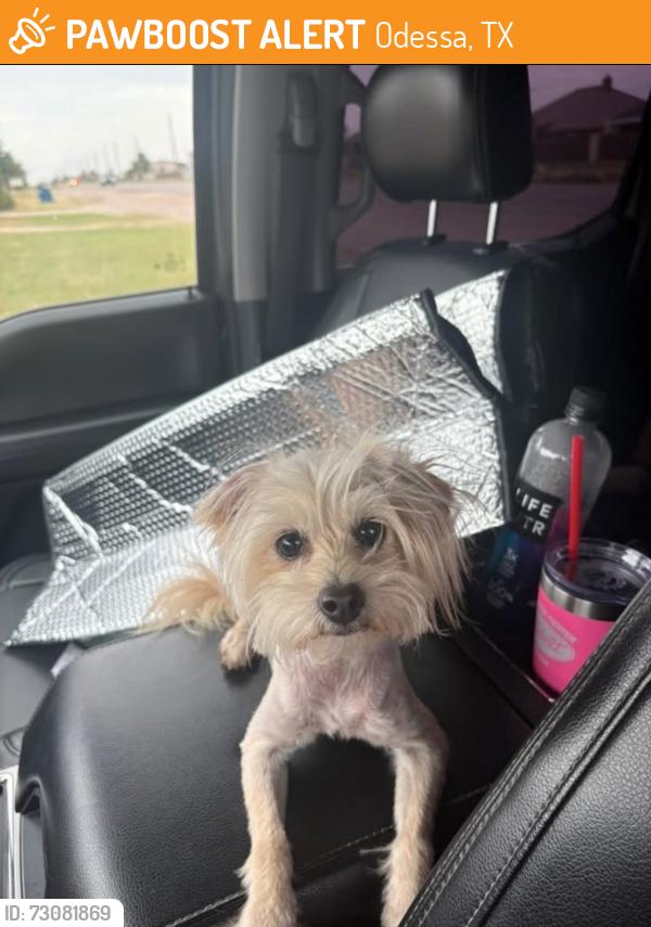 Found/Stray Female Dog last seen Moss st, Odessa, TX 79761