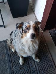 Lost Male Dog last seen Near w county 17 3/4 st somerton, Az 85350, Yuma County, AZ 85350