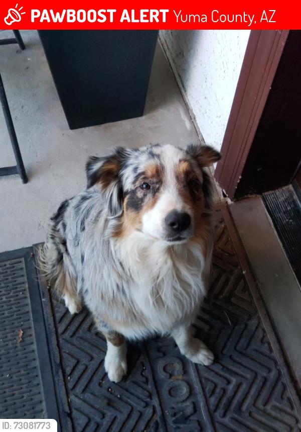 Lost Male Dog last seen Near w county 17 3/4 st somerton, Az 85350, Yuma County, AZ 85350