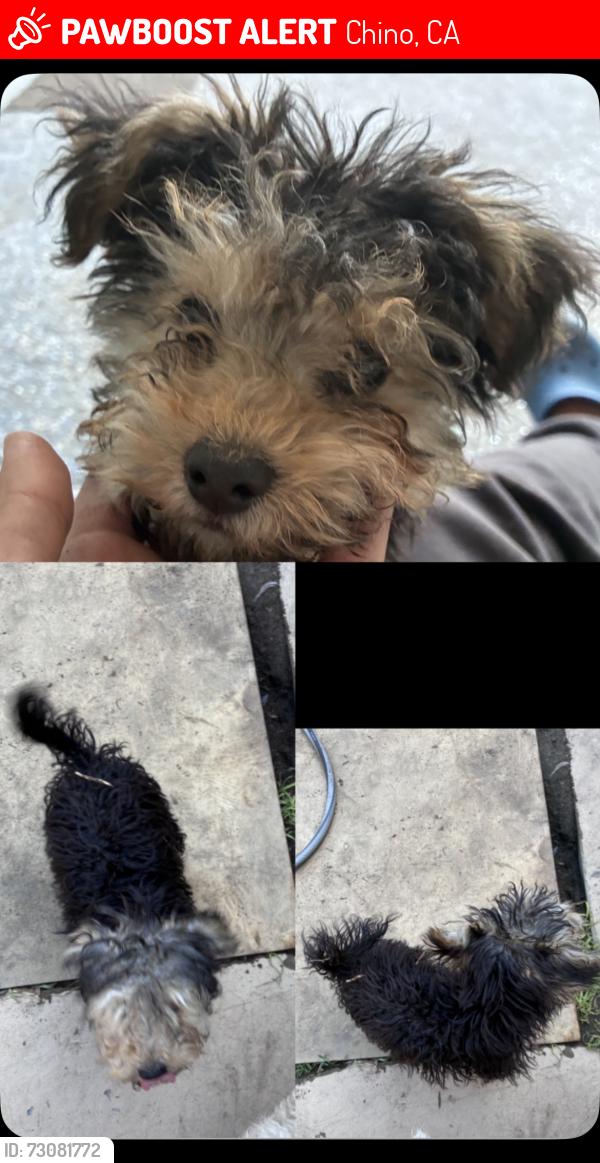 Lost Female Dog last seen Near concord Ave, Chino, CA 91710