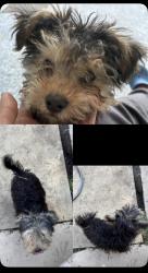 Lost Female Dog last seen Near concord Ave, Chino, CA 91710