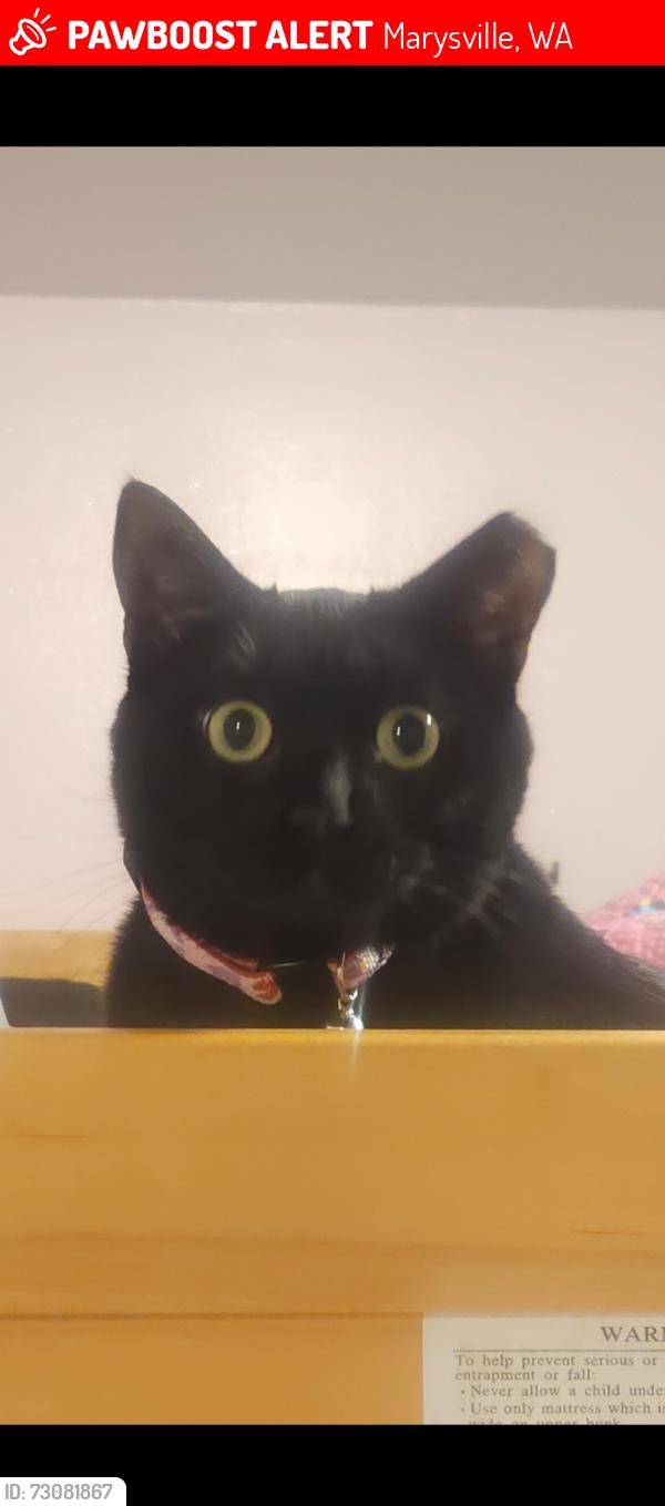 Lost Female Cat last seen Strawberry Fields park, Marysville, WA 98271