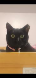 Lost Female Cat last seen Strawberry Fields park, Marysville, WA 98271