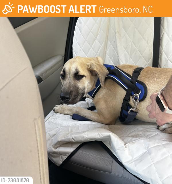 Found/Stray Male Dog last seen Forest Valley Park, Greensboro, NC 27410