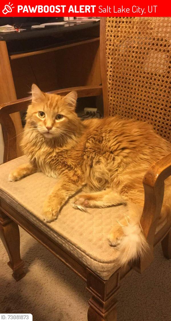 Lost Male Cat last seen Near Lutheran church, Salt Lake City, UT 84108