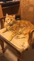 Lost Male Cat last seen Near Lutheran church, Salt Lake City, UT 84108