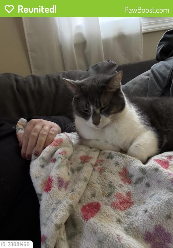 Reunited Female Cat last seen Portland Ave & Columbia Ave, Oglesby, IL 61348