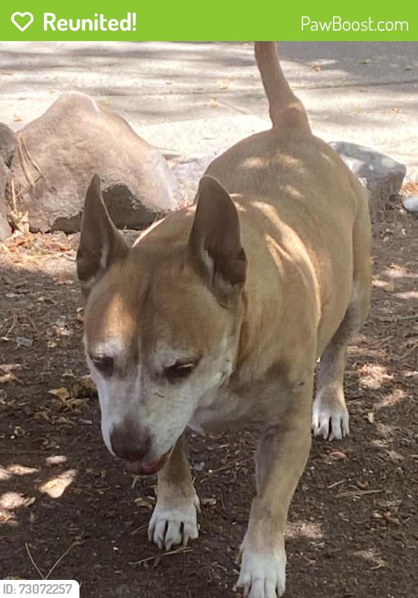 Reunited Male Dog last seen Contra costa, Pleasant Hill, CA 94523