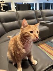 Lost Male Cat last seen Teresa and Santa Elise, Cypress, CA 90630