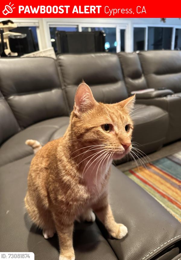 Lost Male Cat last seen Teresa and Santa Elise, Cypress, CA 90630