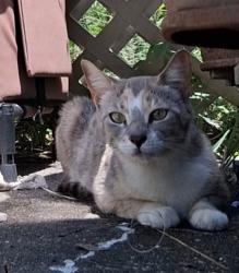 Found/Stray Female Cat last seen Grissom Parkway and Chaffee Drive, Titusville, FL 32780