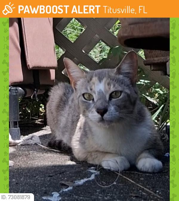 Found/Stray Female Cat last seen Grissom Parkway and Chaffee Drive, Titusville, FL 32780