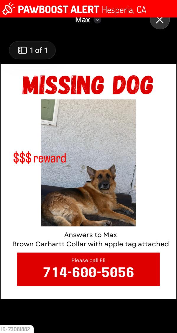 Lost Male Dog last seen ranchero road, Hesperia, CA 92345