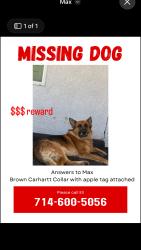 Lost Male Dog last seen ranchero road, Hesperia, CA 92345