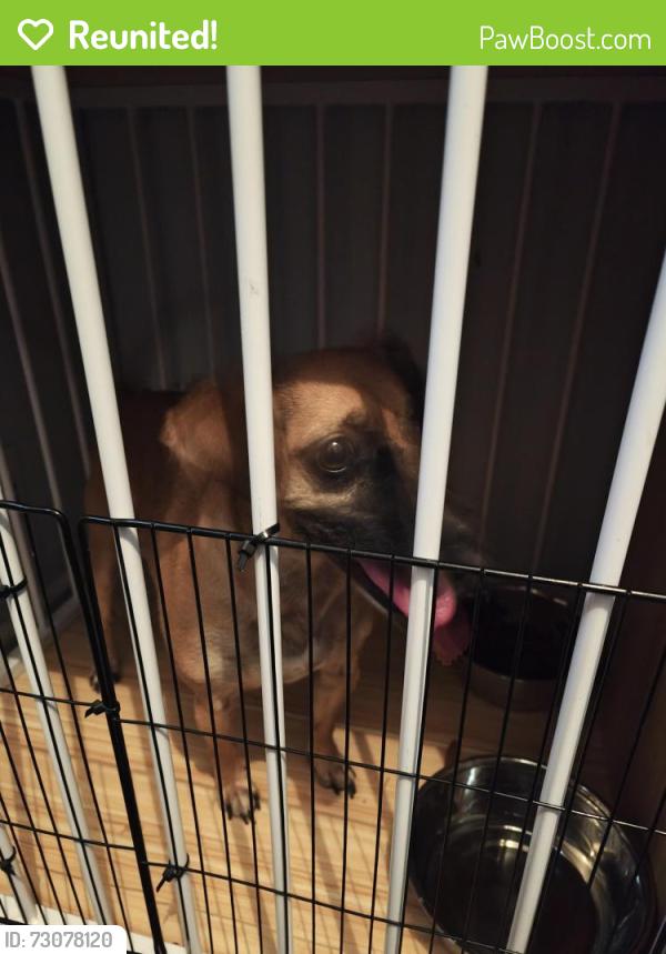 Reunited Male Dog last seen Cavan way and crest knoll drive, Mableton, GA 30126