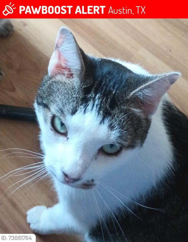 Lost Male Cat last seen Royal Crest Dr and riverside dr, Austin, TX 78741