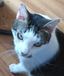 Lost Male Cat last seen Royal Crest Dr and riverside dr, Austin, TX 78741