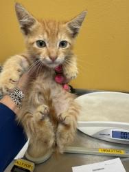 Shelter Stray Male Cat last seen Near Potter, 75149, TX, 1650 Gross Rd, Mesquite, TX 75149, USA