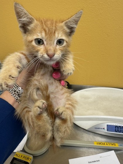 Shelter Stray Male Cat last seen Near Potter, 75149, TX, 1650 Gross Rd, Mesquite, TX 75149, USA