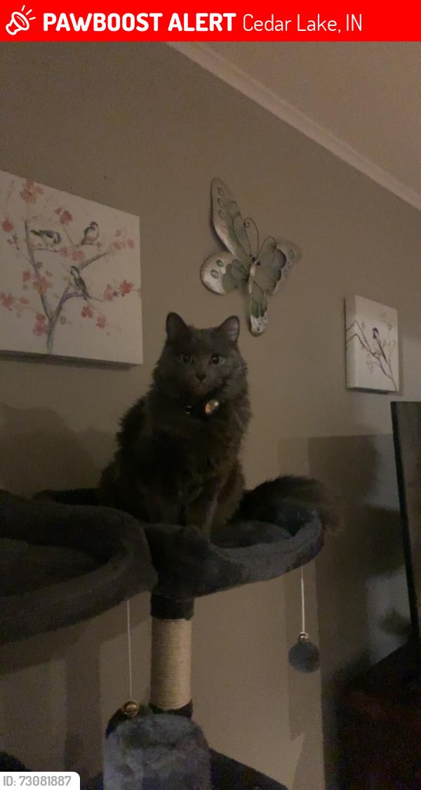 Lost Female Cat last seen near 11108 w 141st ave cedar lake, Cedar Lake, IN 46303