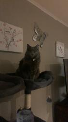 Lost Female Cat last seen near 11108 w 141st ave cedar lake, Cedar Lake, IN 46303