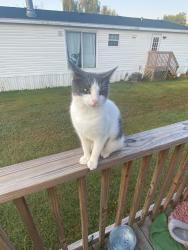 Lost Male Cat last seen Wimberg rd, Evansville, IN 47720
