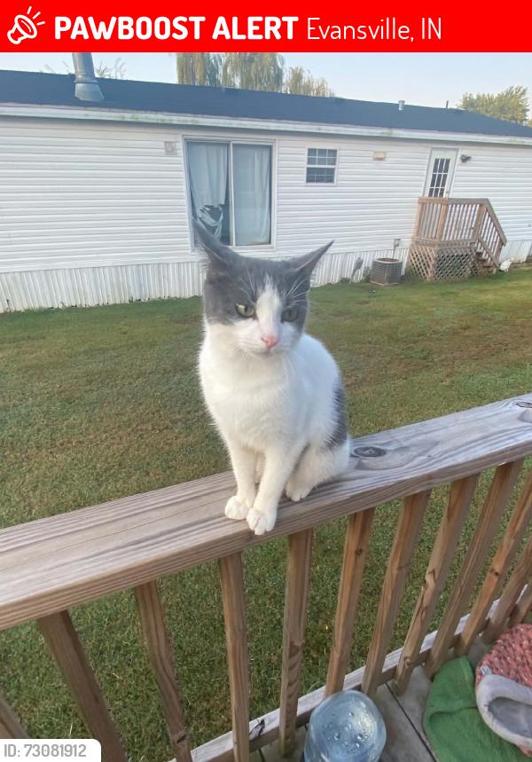 Lost Male Cat last seen Wimberg rd, Evansville, IN 47720