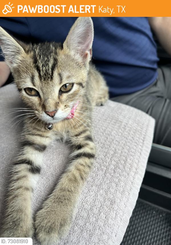 Found/Stray Female Cat last seen Fry/Seven Meadows, Katy, TX 77494