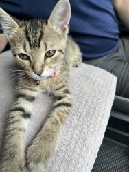 Found/Stray Female Cat last seen Fry/Seven Meadows, Katy, TX 77494