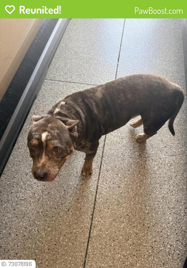 Reunited Male Dog last seen Grandhilltop Dr near Marden road , Apopka, FL 32703