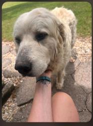 Lost Female Dog last seen Columbia Purvis Rd, Columbia, MS 39429