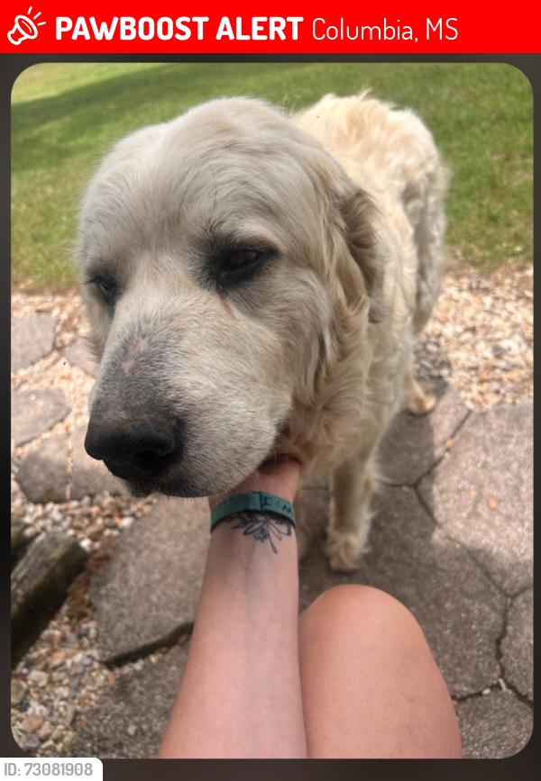 Lost Female Dog last seen Columbia Purvis Rd, Columbia, MS 39429