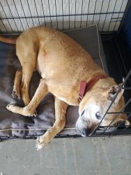 Reunited Female Dog last seen Stewart Gin Road, Pickens County, SC 29657