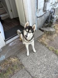 Lost Female Dog last seen Costco on 38th street, Tacoma, WA 98409