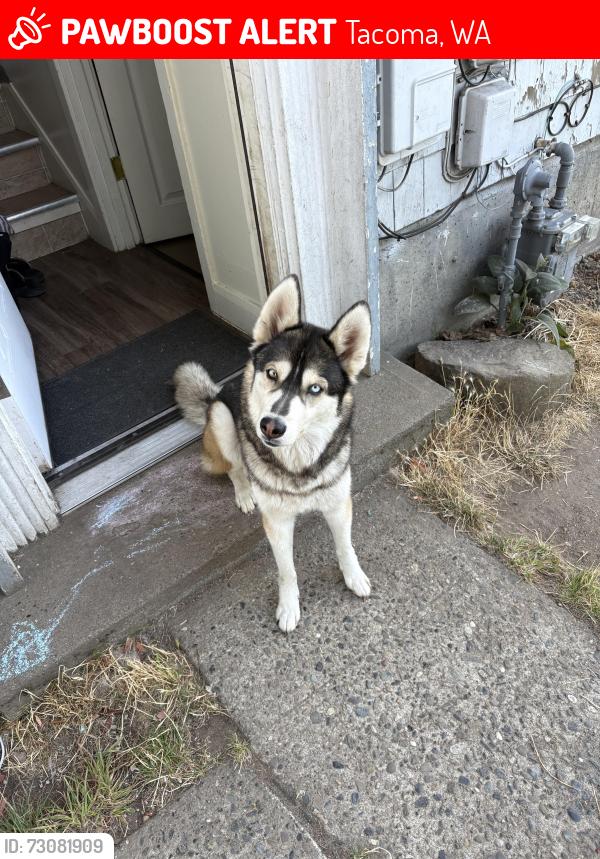 Lost Female Dog last seen Costco on 38th street, Tacoma, WA 98409